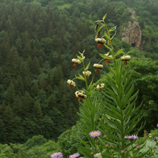 Lilium ciliatum